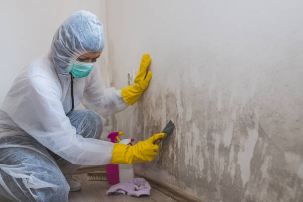 Mold Prevention & Removal